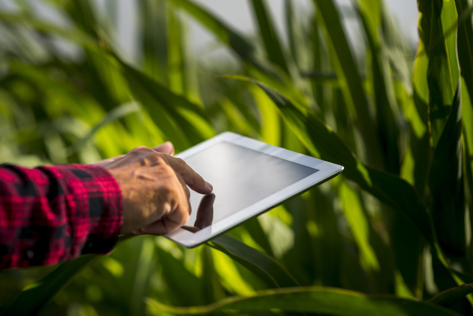Como a Inteligência Artificial pode ajudar na produtividade do agronegócio